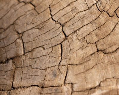 Tower Tidings Easter 2026